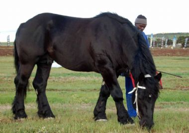 Vulkin Chateauguillon by die Agri Mega Week, Bredasdorp_1_th1.JPG